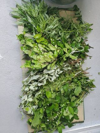 Baños espirituales con hierbas yoruba abre camino