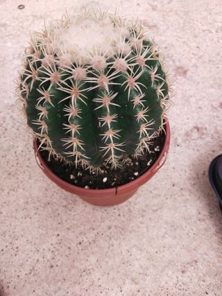 Plantas cactus colección maceta 17
