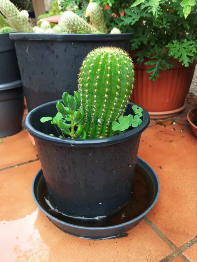 Cactus y suculentas en maceta negra