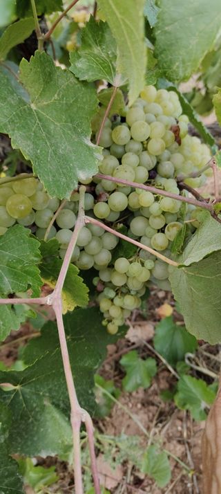 Terreno 8000m² con viñedo