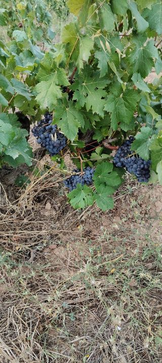 Terreno 8000m² con viñedo