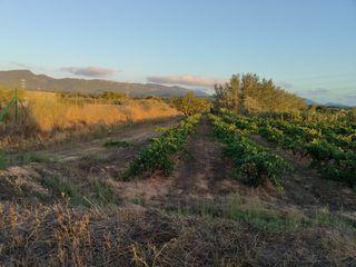 Terreno 8000m² con viñedo