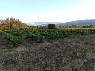 Terreno 8000m² con viñedo