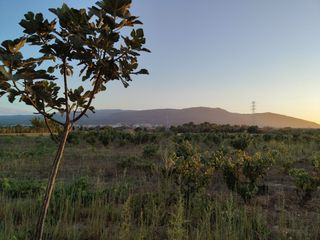 Terreno 8000m² con viñedo
