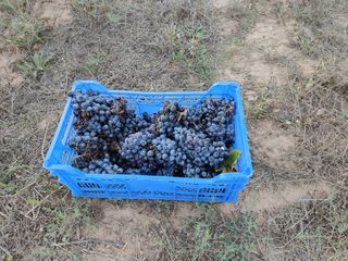 Terreno 8000m² con viñedo