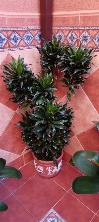 Planta