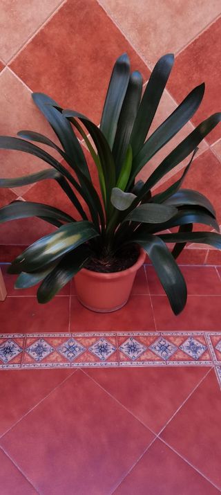 Planta de interior