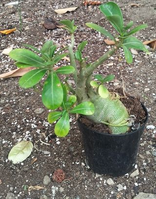 Adenium rosa del desierto