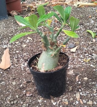 Adenium Rosa del Desierto