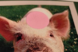 Los animales de la granja