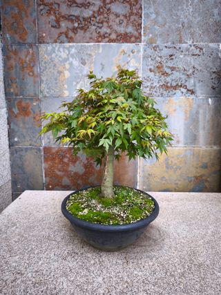 Bonsai Arce Palmatum