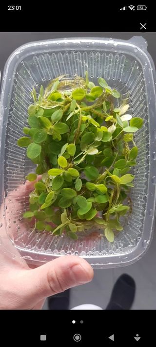 Lechuga de agua planta flotante