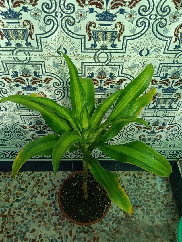 Planta dracaena fragans