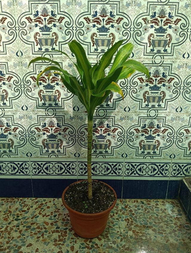 Planta dracaena fragans
