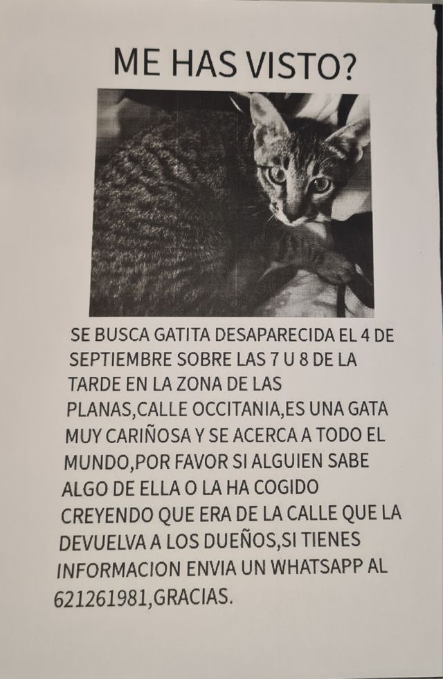 Se busca gatita