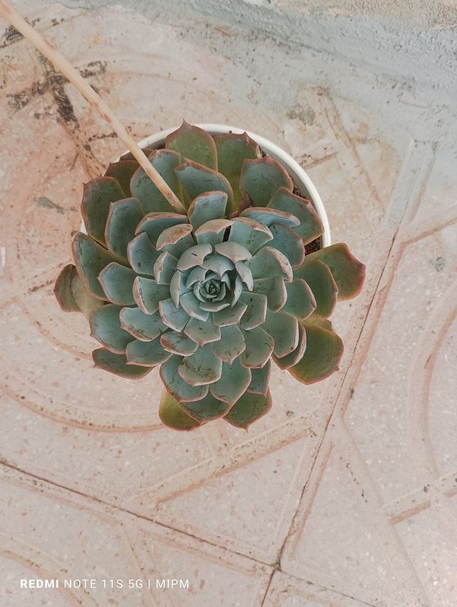 Suculenta Echeveria Roseta Grande