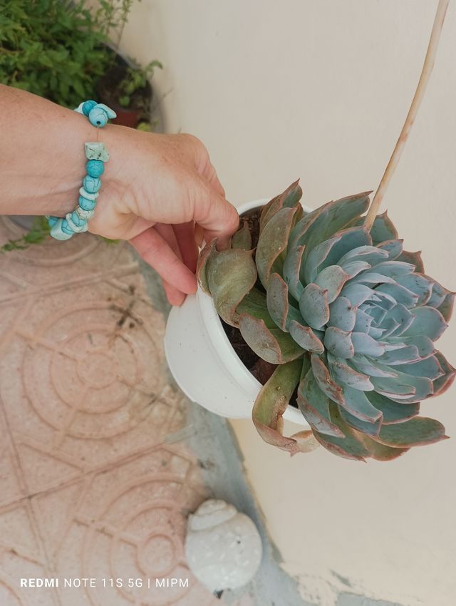 Suculenta Echeveria Roseta Grande