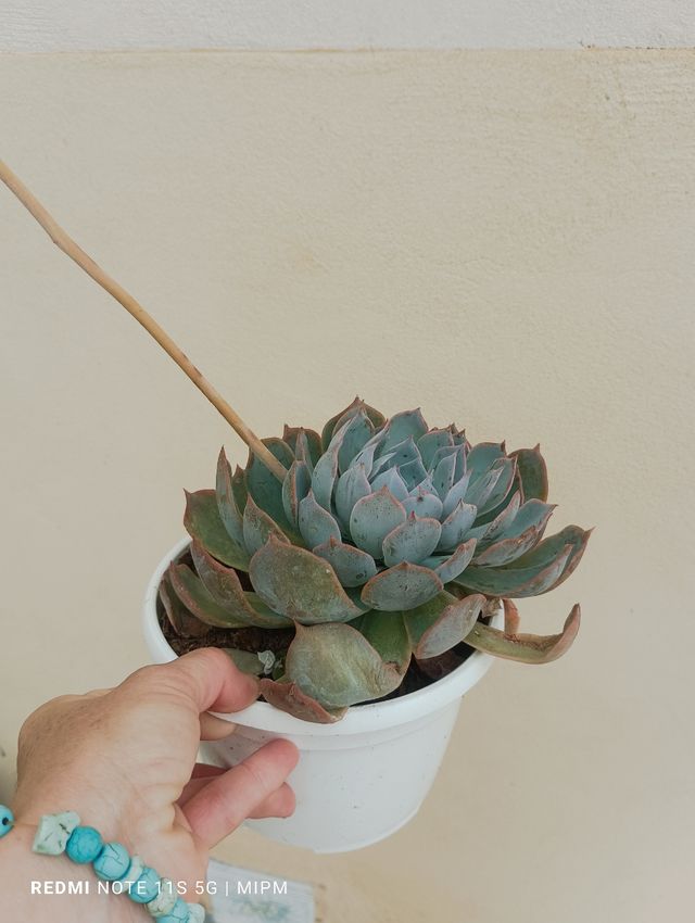 Suculenta Echeveria Roseta Grande