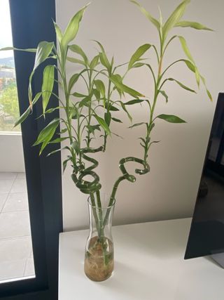 Bambú de la suerte en florero