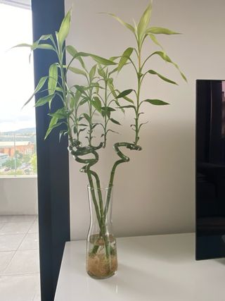 Bambú de la suerte en florero