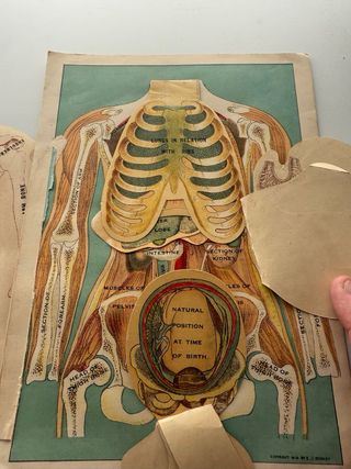 Modelo anatómico desplegable antiguo.