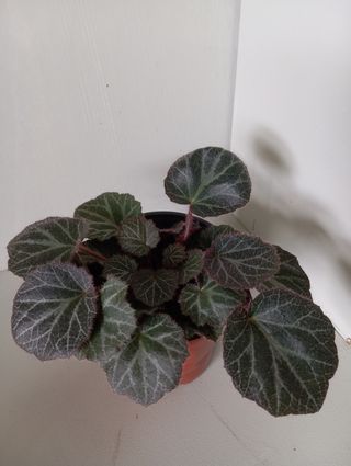 Saxifraga stolonifera "Begonia de la fresa"