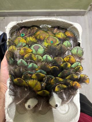 Plumas de pavo real pequeñas