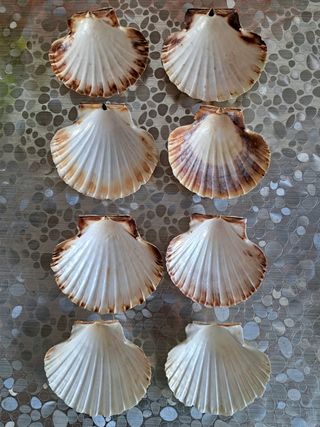 8 CONCHAS VIEIRAS MARINAS NATURALES HONDAS.