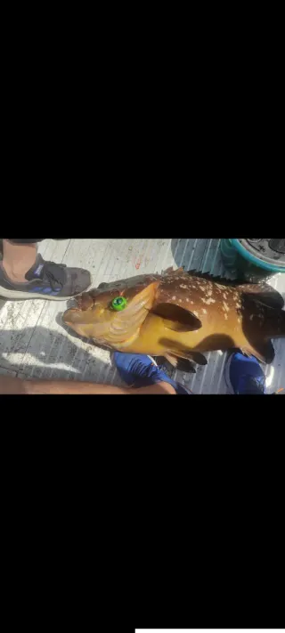 Zocas artesanales de pesca, varios colores