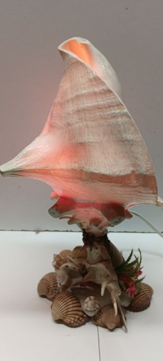 Lámpara Caracola Natural Decorativa