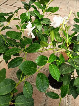 Dipladenia Rampicante in Fiore