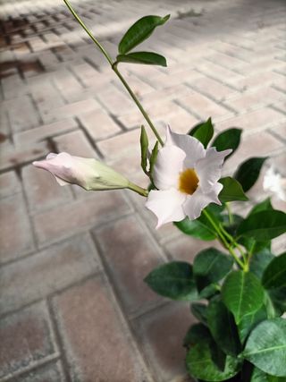 Dipladenia Rampicante in Fiore