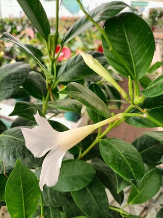 Dipladenia Rampicante in Fiore