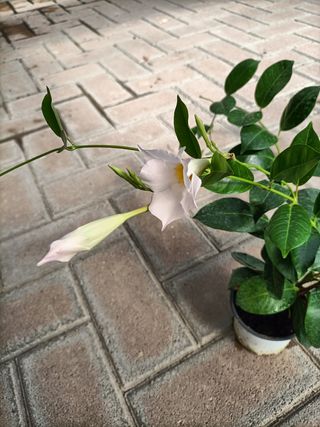 Dipladenia Rampicante in Fiore