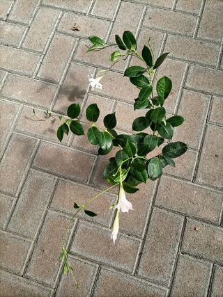 Dipladenia Rampicante in Fiore