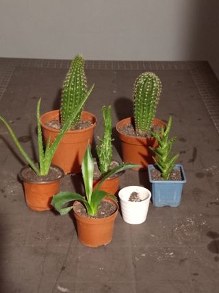 Plantas variadas para coleccionistas