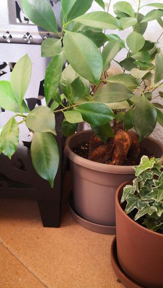 Ficus Ginseng Planta