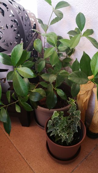 Ficus Ginseng Planta