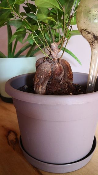 Ficus Ginseng Planta