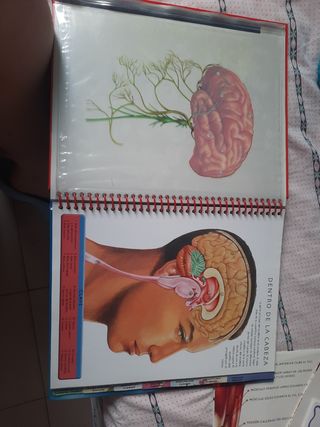 El cuerpo humano (Spanish Edition)