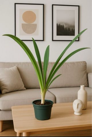 planta de Agapanto - lirio africano