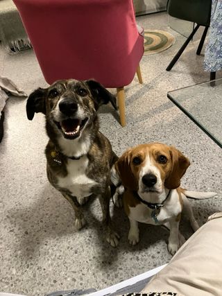 Educación Canina (diplomado) en Sitges.