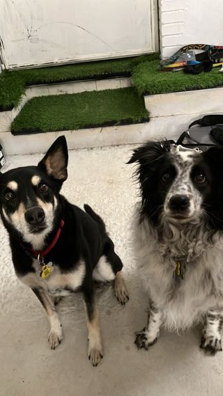 Educación Canina (diplomado) en Sitges.
