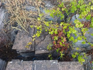 Mármol Marrón Imperial 60x30x2