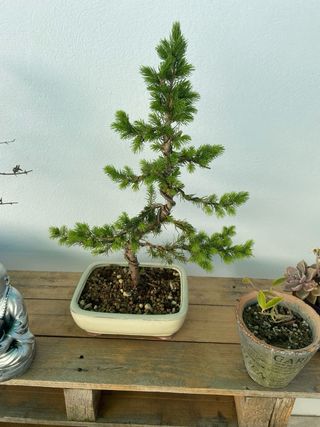 Bonsái Picea