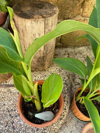 Piante di Canna da fiore rosse e gialle