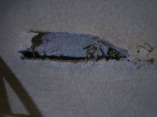 Joyero neceser viaje marrón y dorado