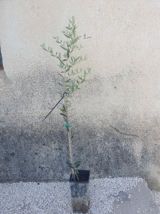Olivo y almendro en maceta