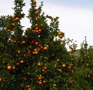 Finca de Naranjos en Carcaixent Valencia