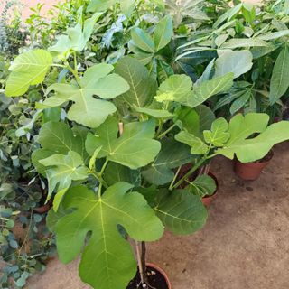 1,10mt Higuera en maceta